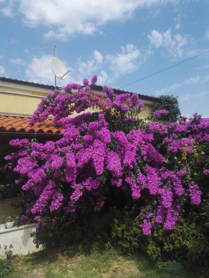 Apartment Samanta Šišan Εξωτερικό φωτογραφία